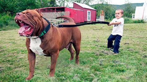 This breed of dog was originally bred in Japan but is now also found in America and is one of the largest dogs in the world. . Massive pitbull